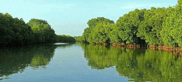 Pichavaram Mangrove